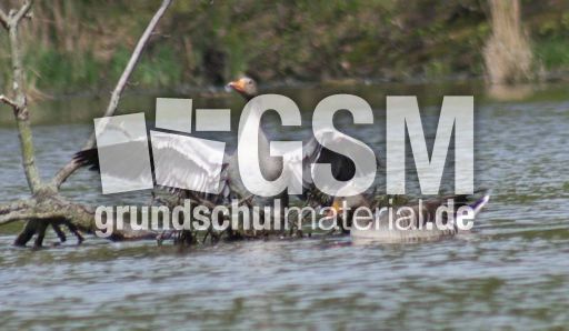 14-C-Graugans 432.jpg